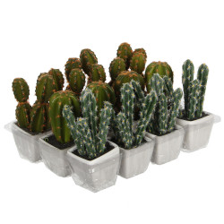 *ult. unidades* cactus pvc 14cm modelos surtidos